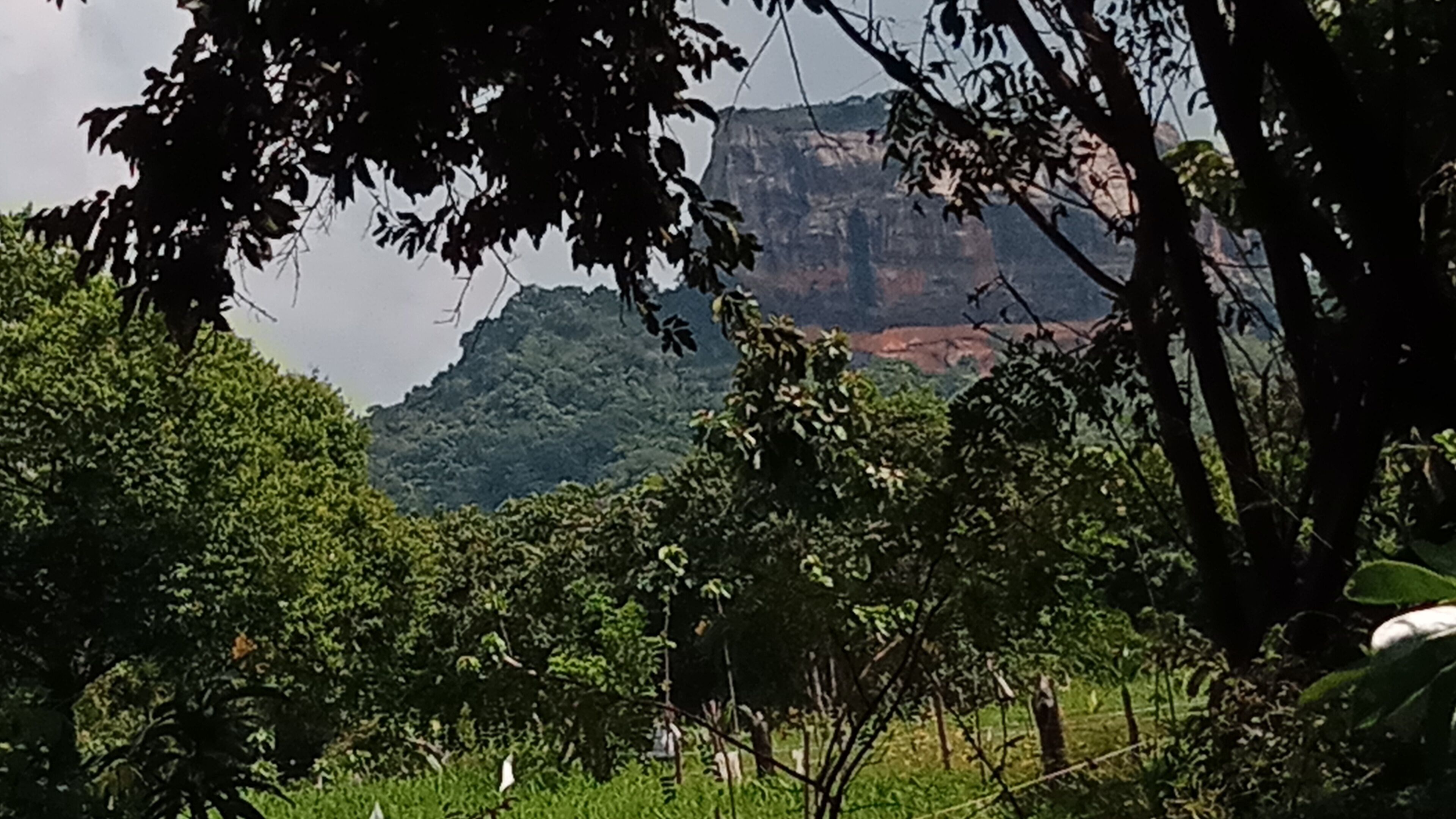 traditional tree house, 1 queen bed, mountain view | living area