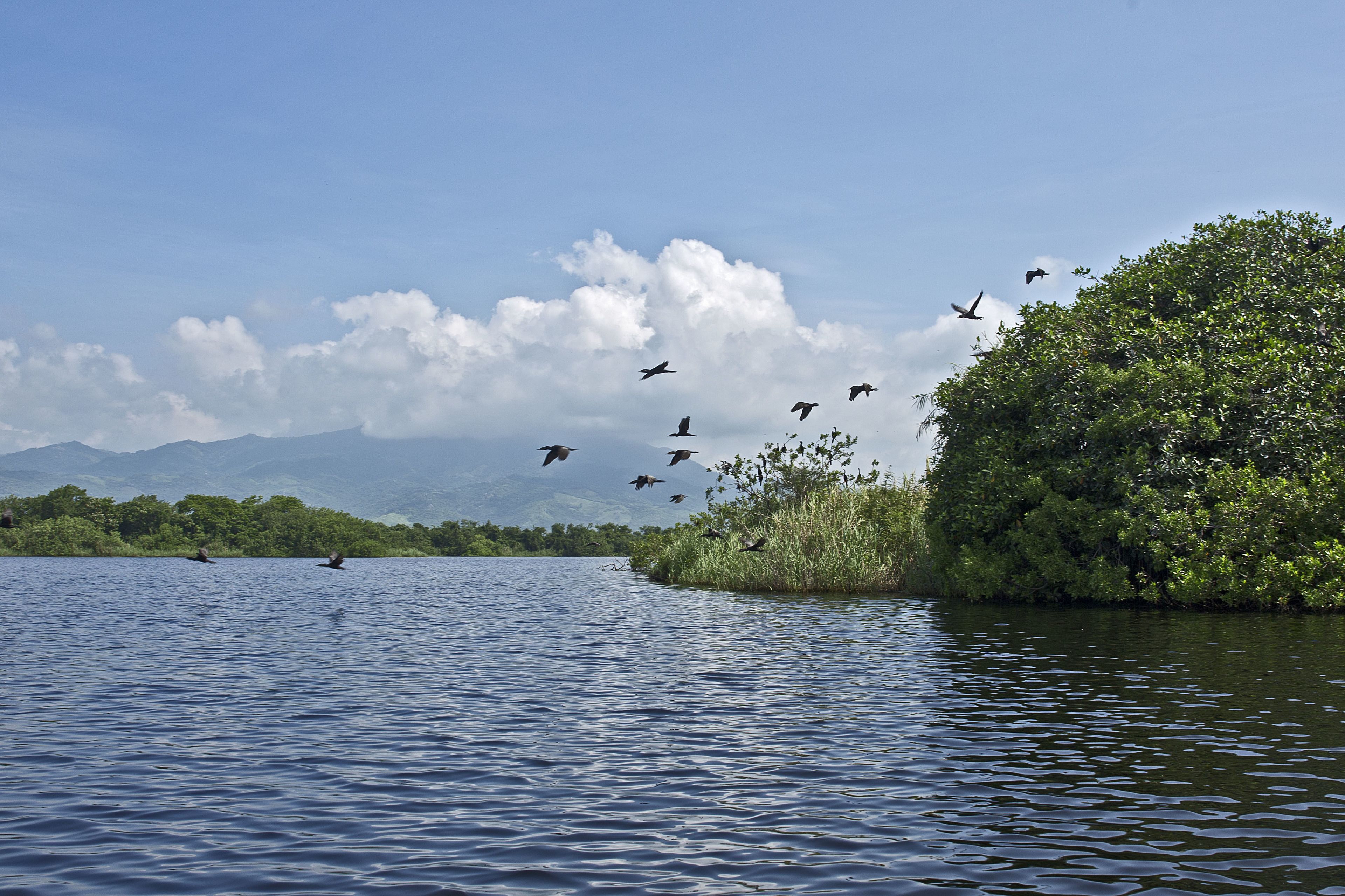 Un lago tranquilo con aves volando sobre el agua y una zona boscosa al fondo.