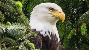 Property amenity - Alaska's Bed, Breakfast and Canoe (Klawock)