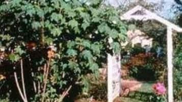 A garden with a wooden fence, a pergola, and lush greenery.