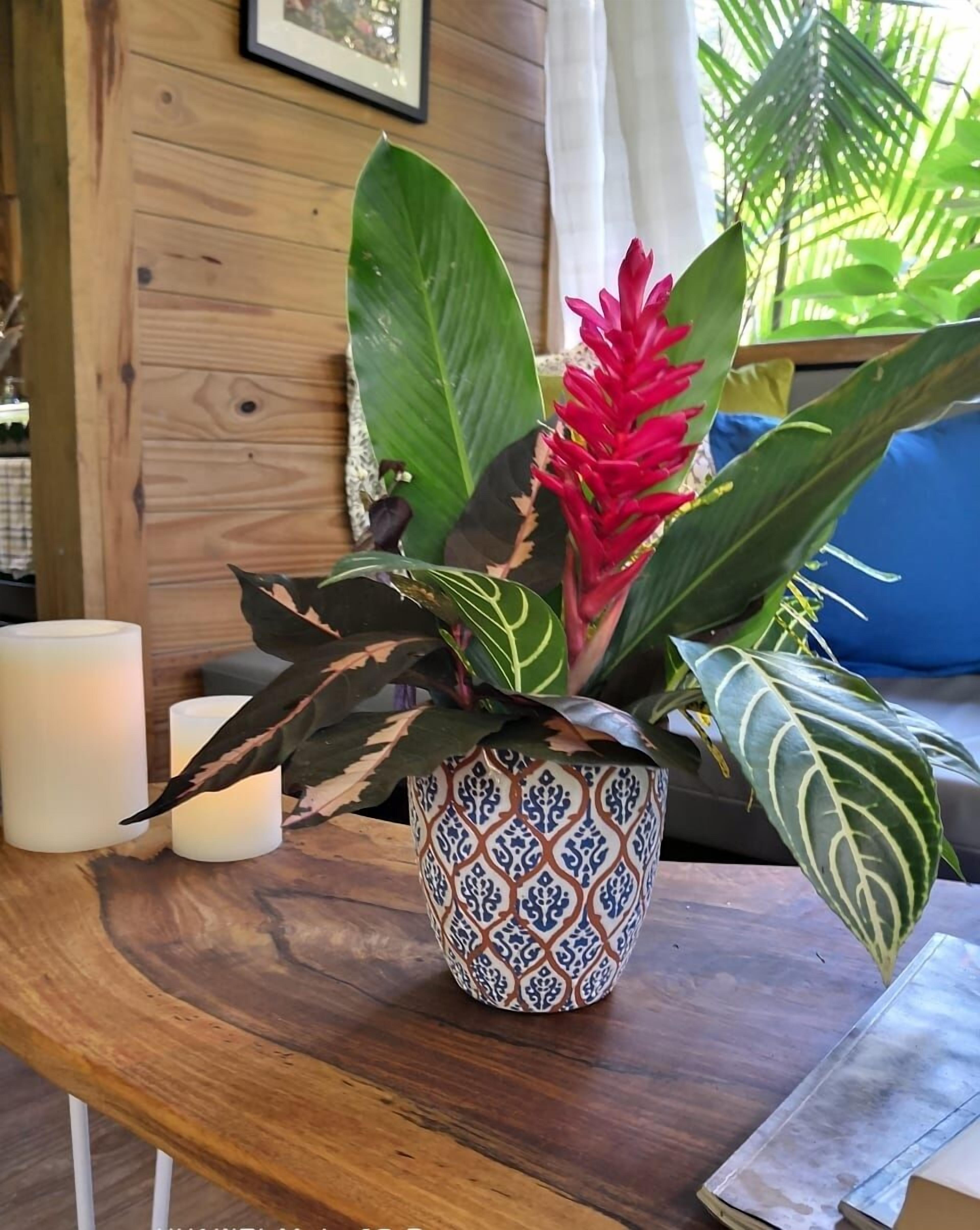 Ein Topfpflanze mit großen grünen Blättern und einer roten Blüte in einem gemusterten Blumentopf auf einem Holztisch.
