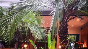 A well-maintained outdoor area with various plants, including palm trees and large leafy plants, and a seating area with chairs and a table. - Boutique Hotel y Spa Tangara Azul (Ciudad Cortés)