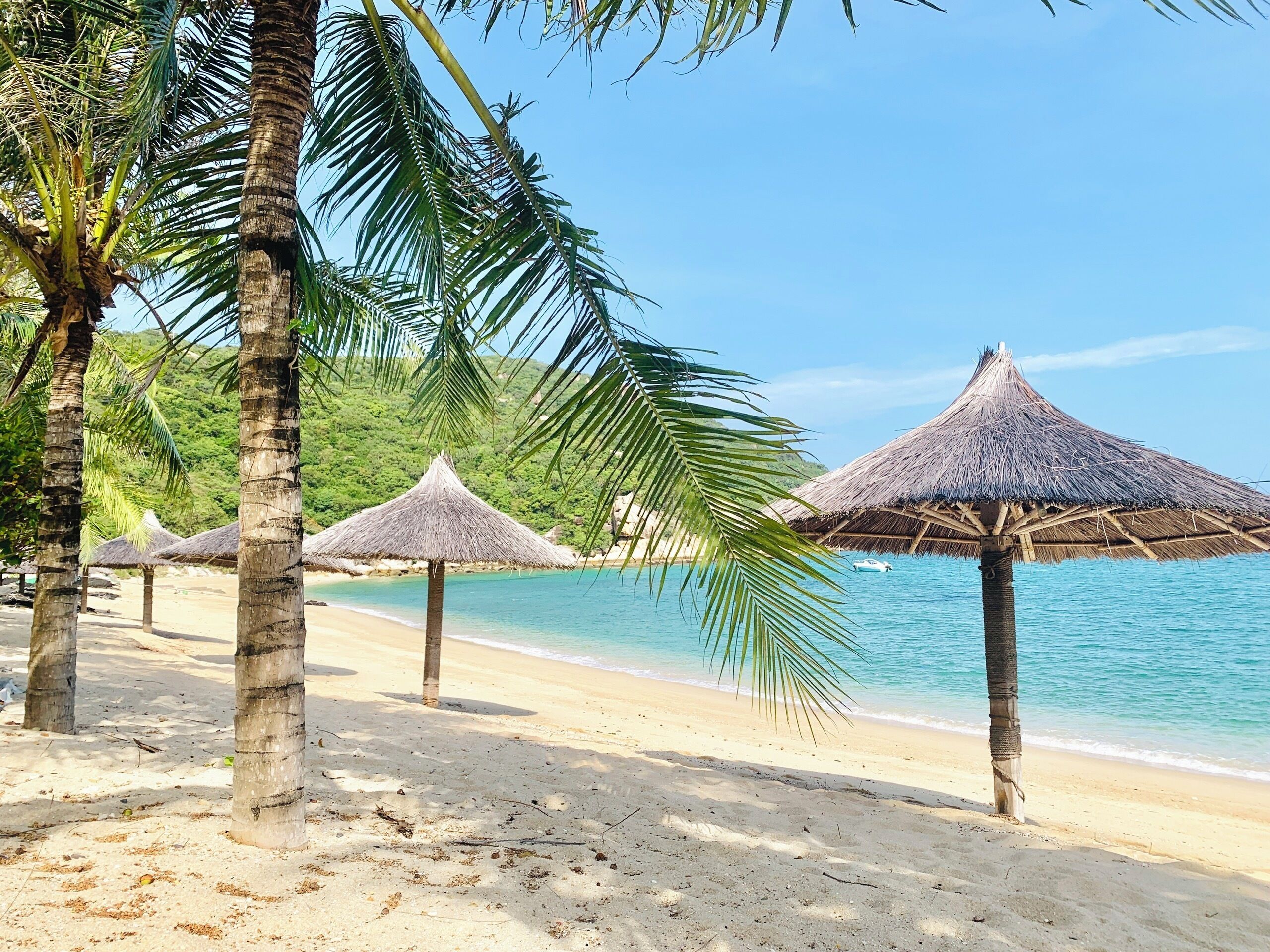 A beach with thatched umbrellas and palm trees.
