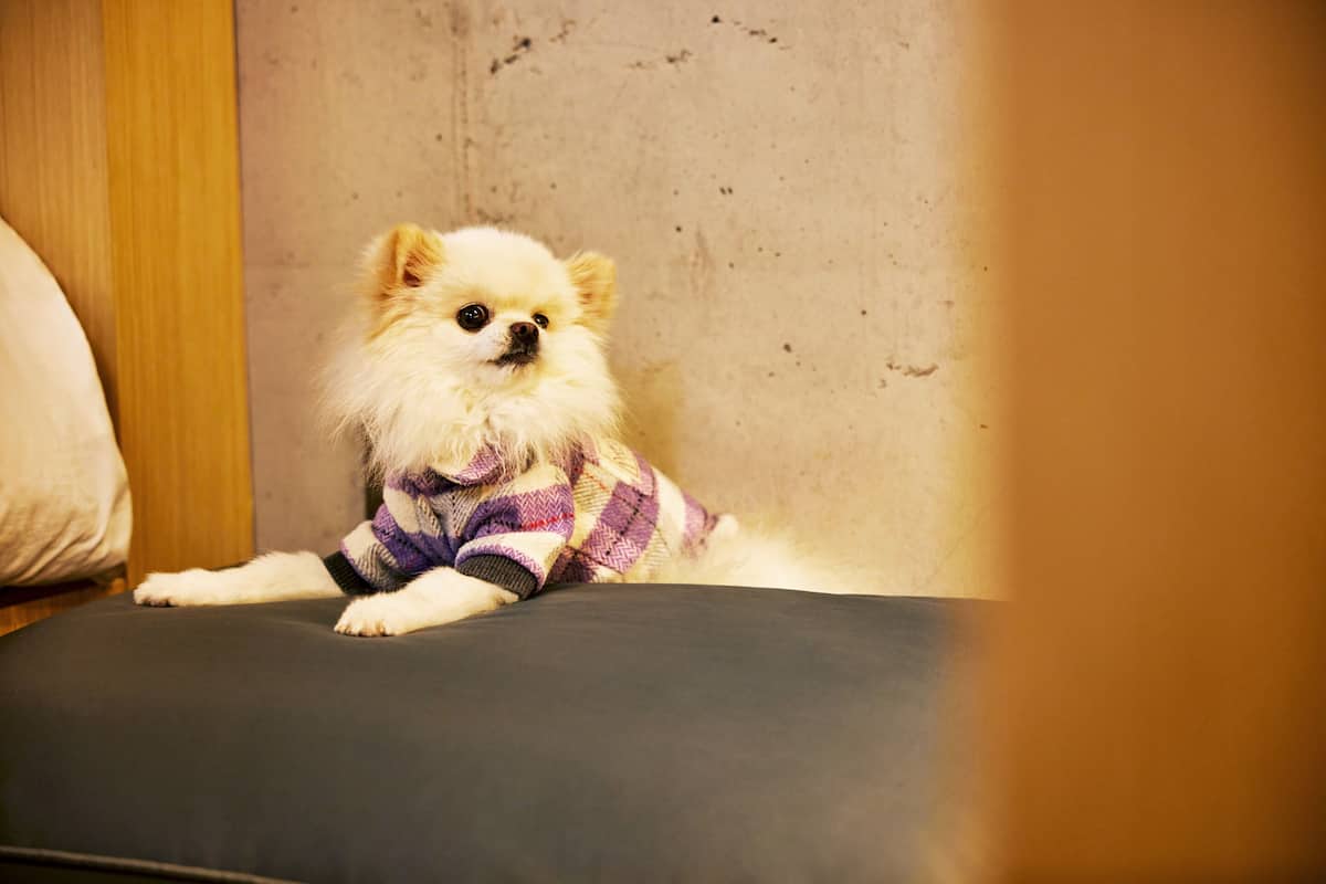 A small dog lying on a grey couch in a room with a wooden panel and a plain wall.