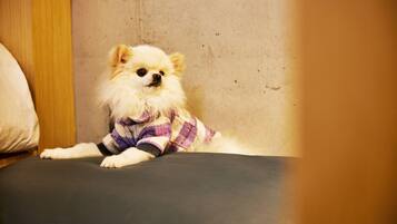 A small dog lying on a grey couch in a room with a wooden panel and a plain wall.