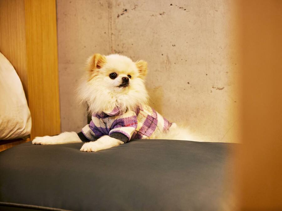 A small dog lying on a grey couch in a room with a wooden panel and a plain wall.