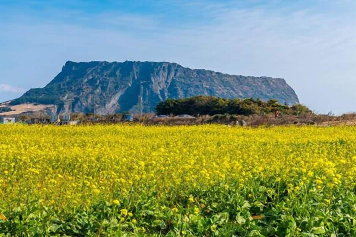 A field of yellow flowers with a mountain in the background.