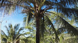 A palm tree in a sandy area with blue tents and a building in the background. - Tropical Eco Camping (Langkawi)