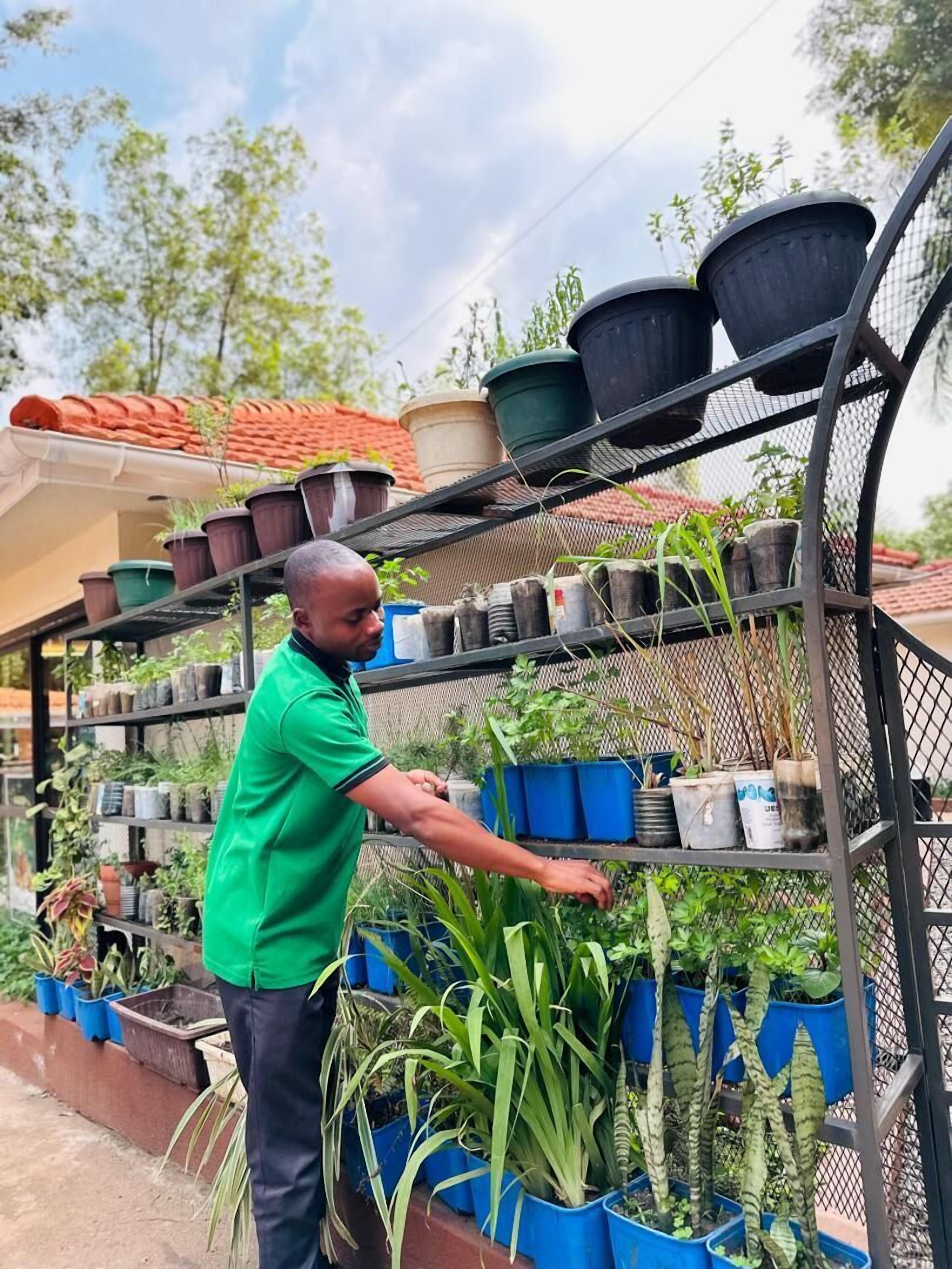 A person arranging potted plants on shelves in a garden center.