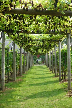 A vineyard with rows of grapevines supported by wooden posts and a walkway between them. - Flädie Mat & Vingård (Bjarred)