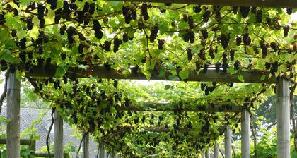 Flädie Mat & Vingård