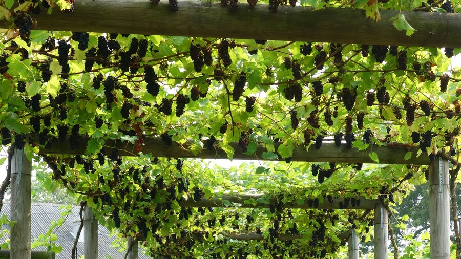 Flädie Mat & Vingård