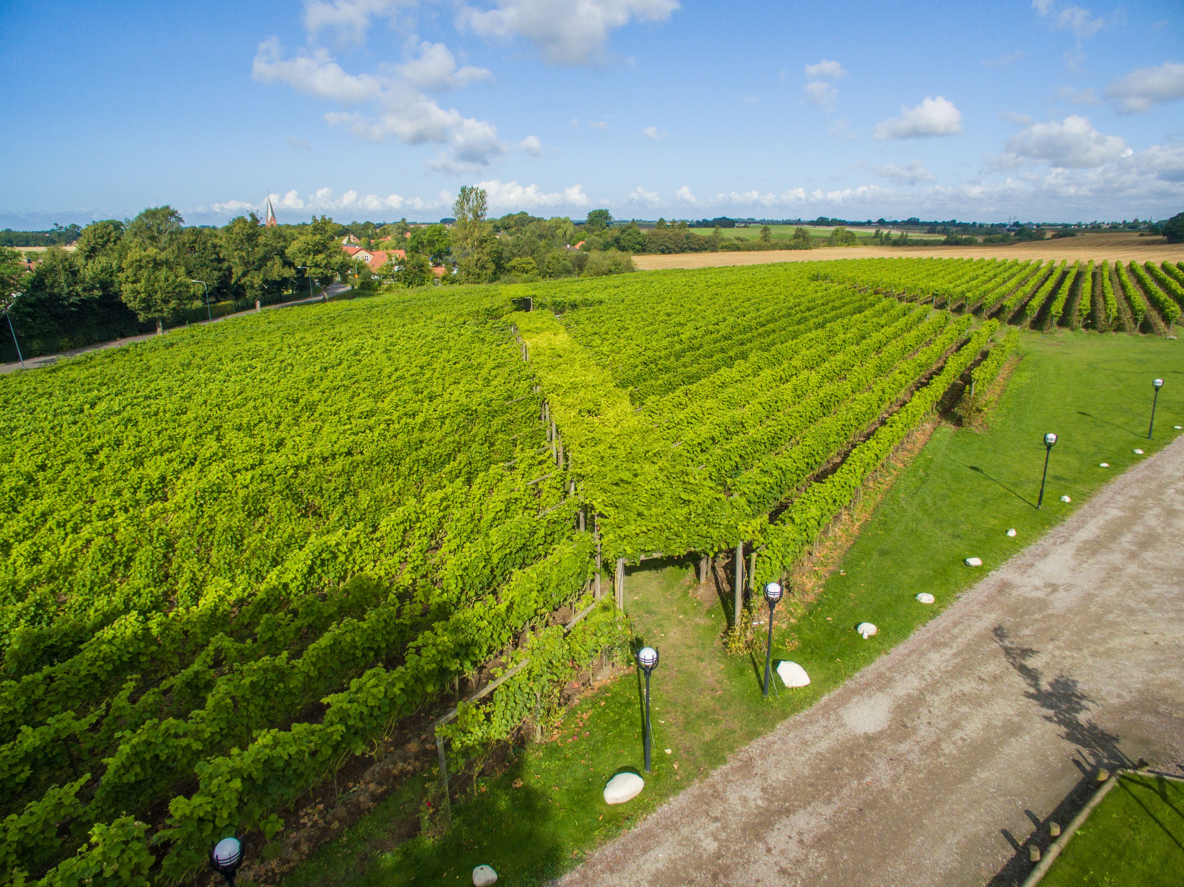 A vineyard with rows of grapevines and a dirt path alongside.