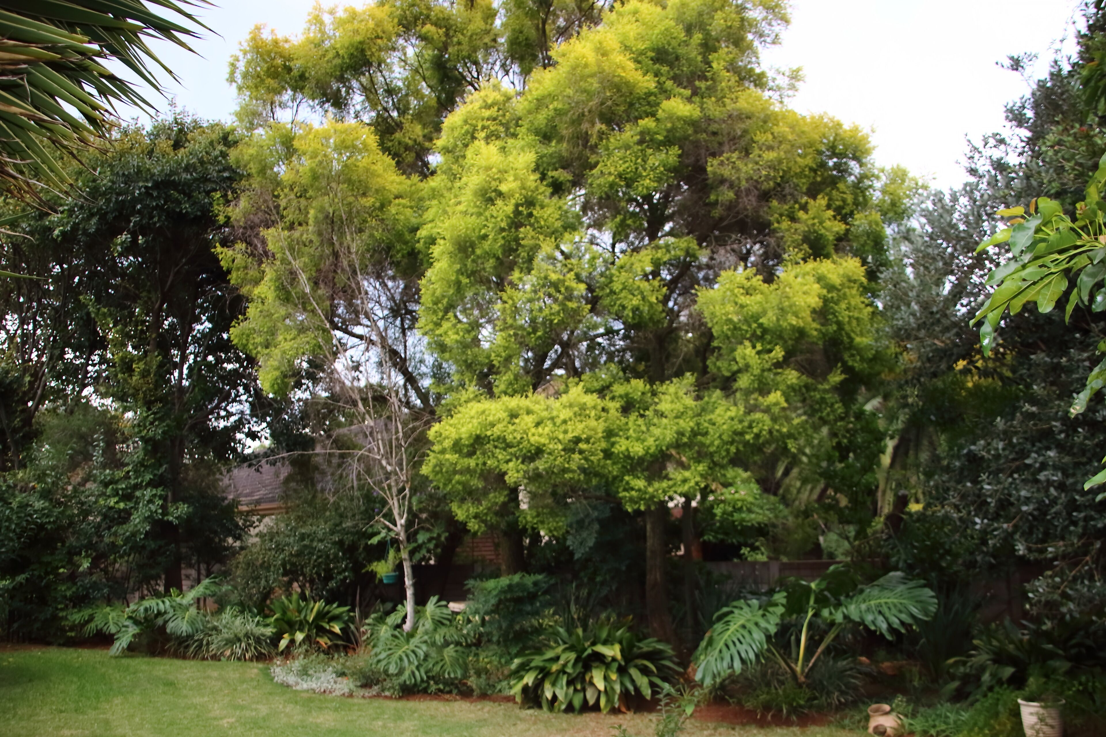 Un jardin luxuriant, où l’on trouve une grande variété d’arbres et de plantes, dont un arbre remarquable à l’écorce jaune-vert.