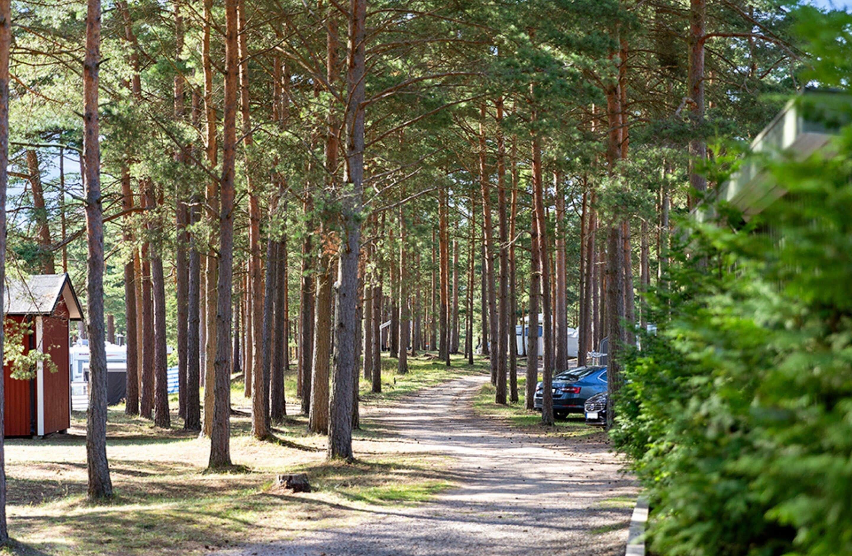 A forested area with a dirt path, a small red building, and a parked car.