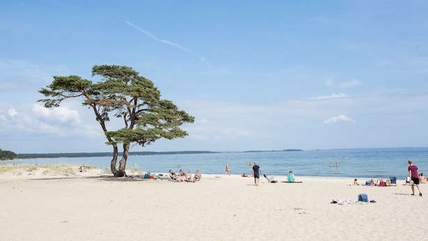 A beach with people sunbathing and swimming, a tree, and a clear sky.