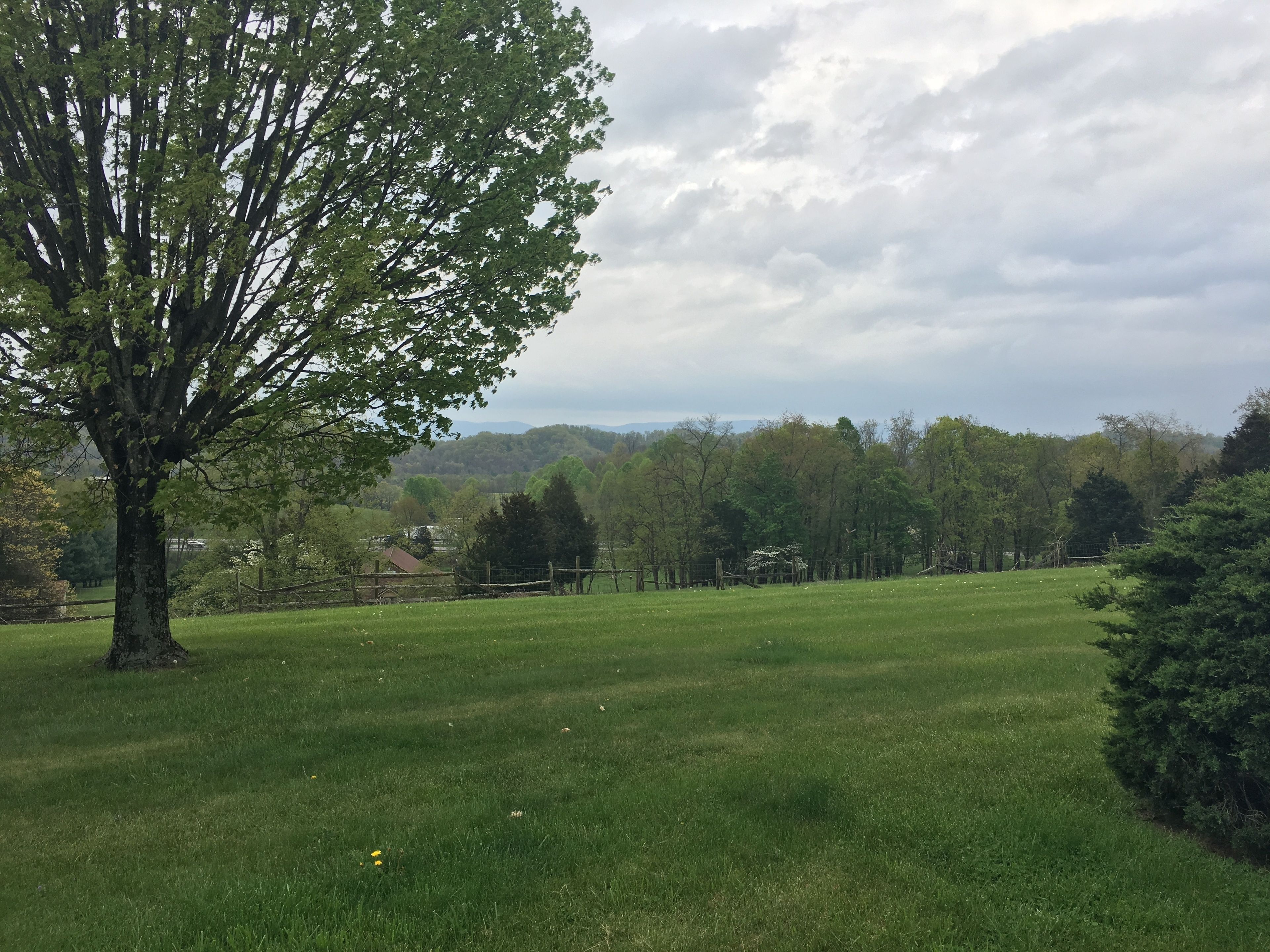 A grassy field with a large tree and a fence in the foreground.
