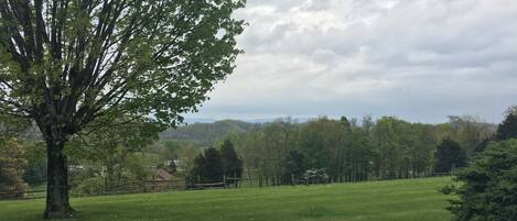 A grassy field with a large tree and a fence in the foreground.