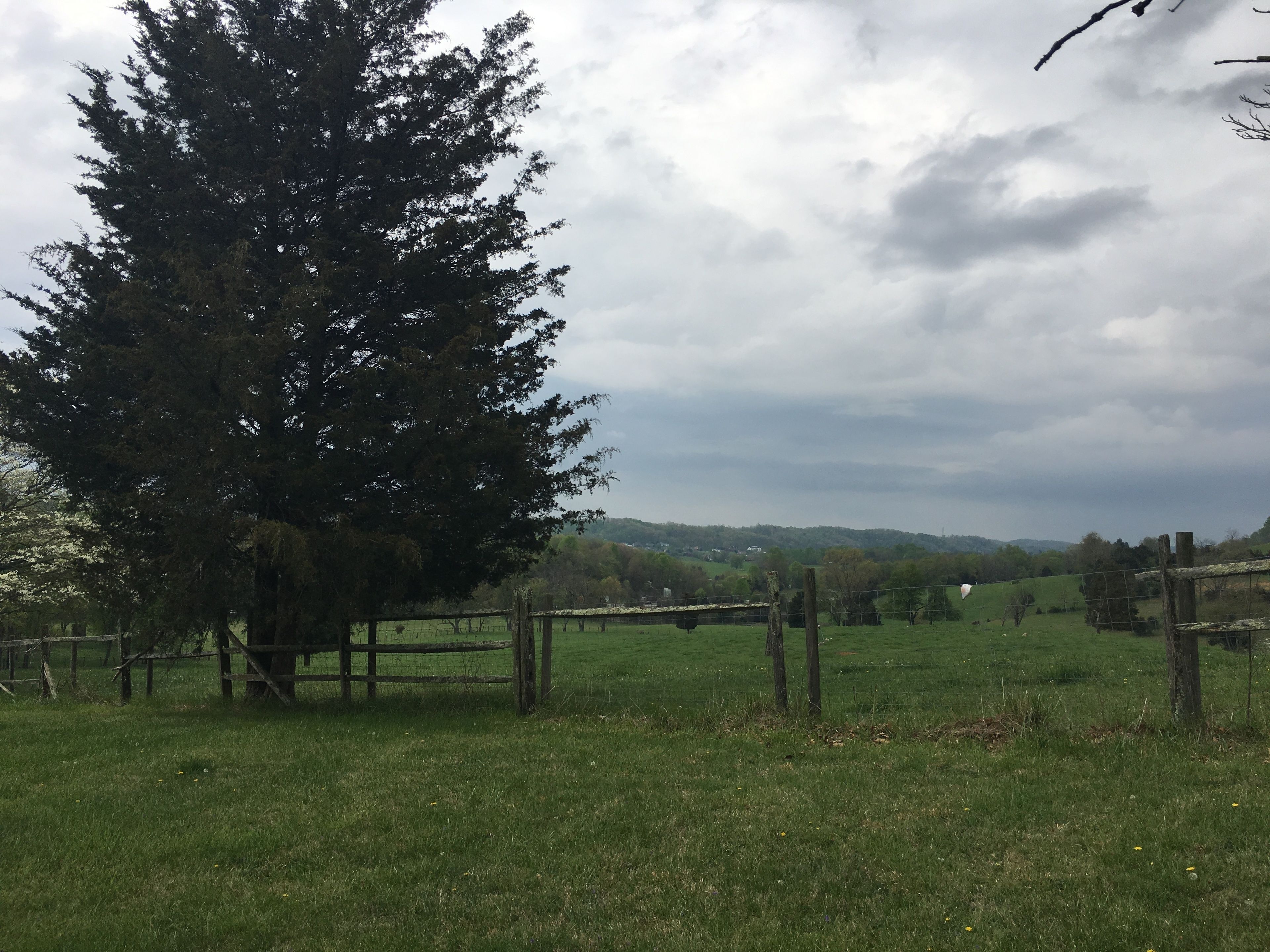 A rural landscape with a large tree, a wooden fence, and a grassy field.