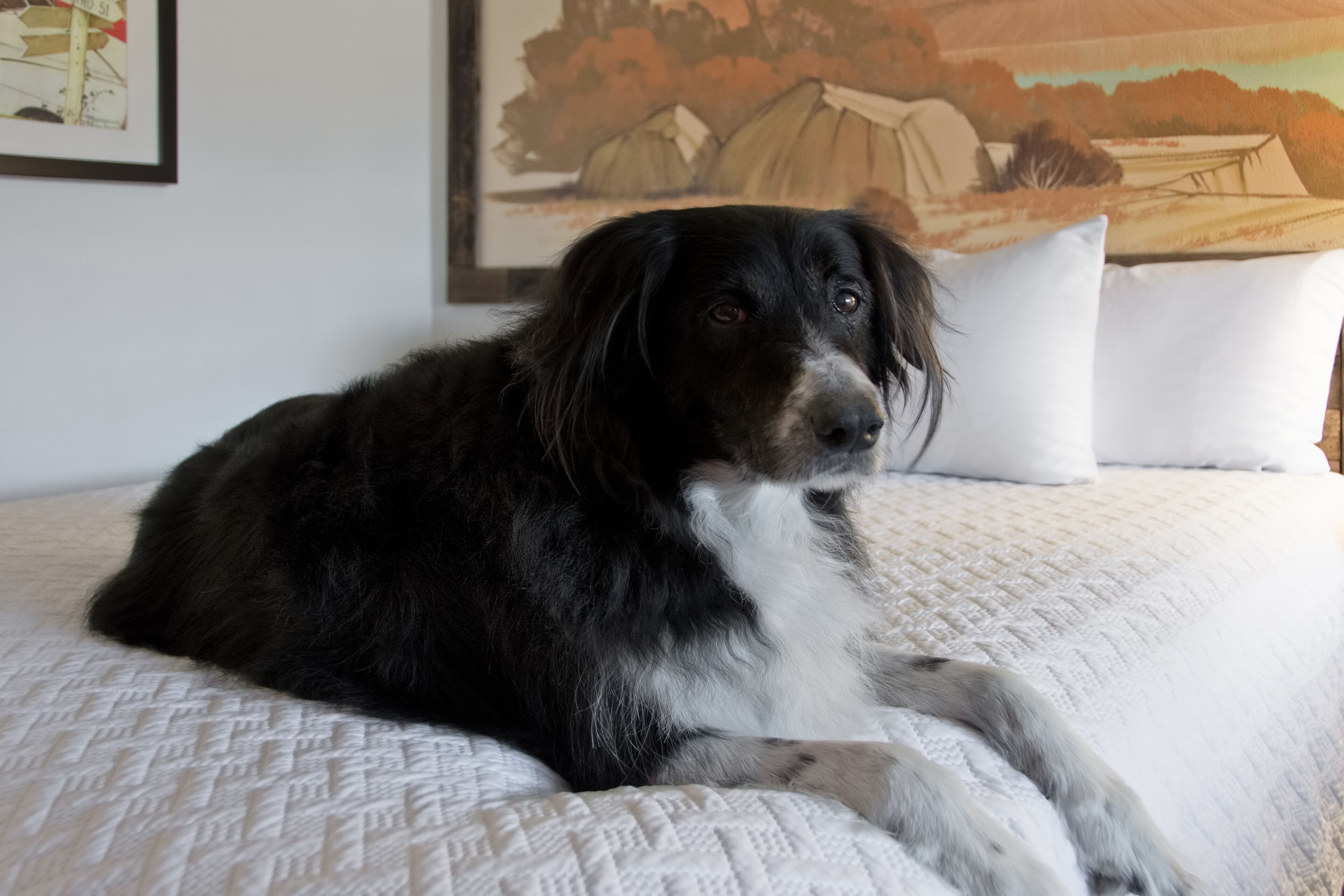 A dog lying on a bed with a quilted cover, white pillows, and a painting in the background.