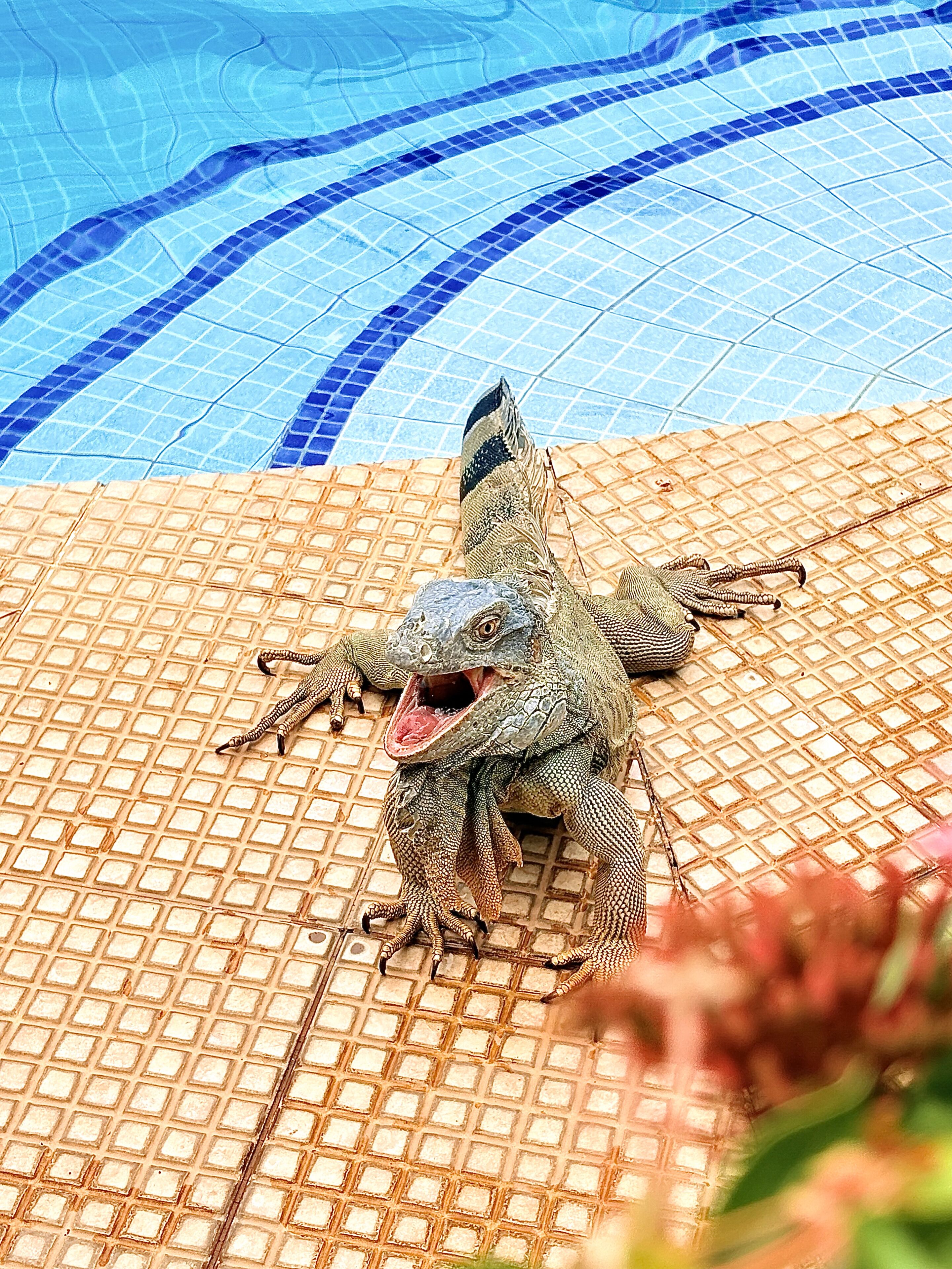 Un lagarto sobre una superficie con baldosas cerca de una piscina.