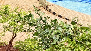 Una piscina con una silla de salvavidas y un socorrista de guardia.