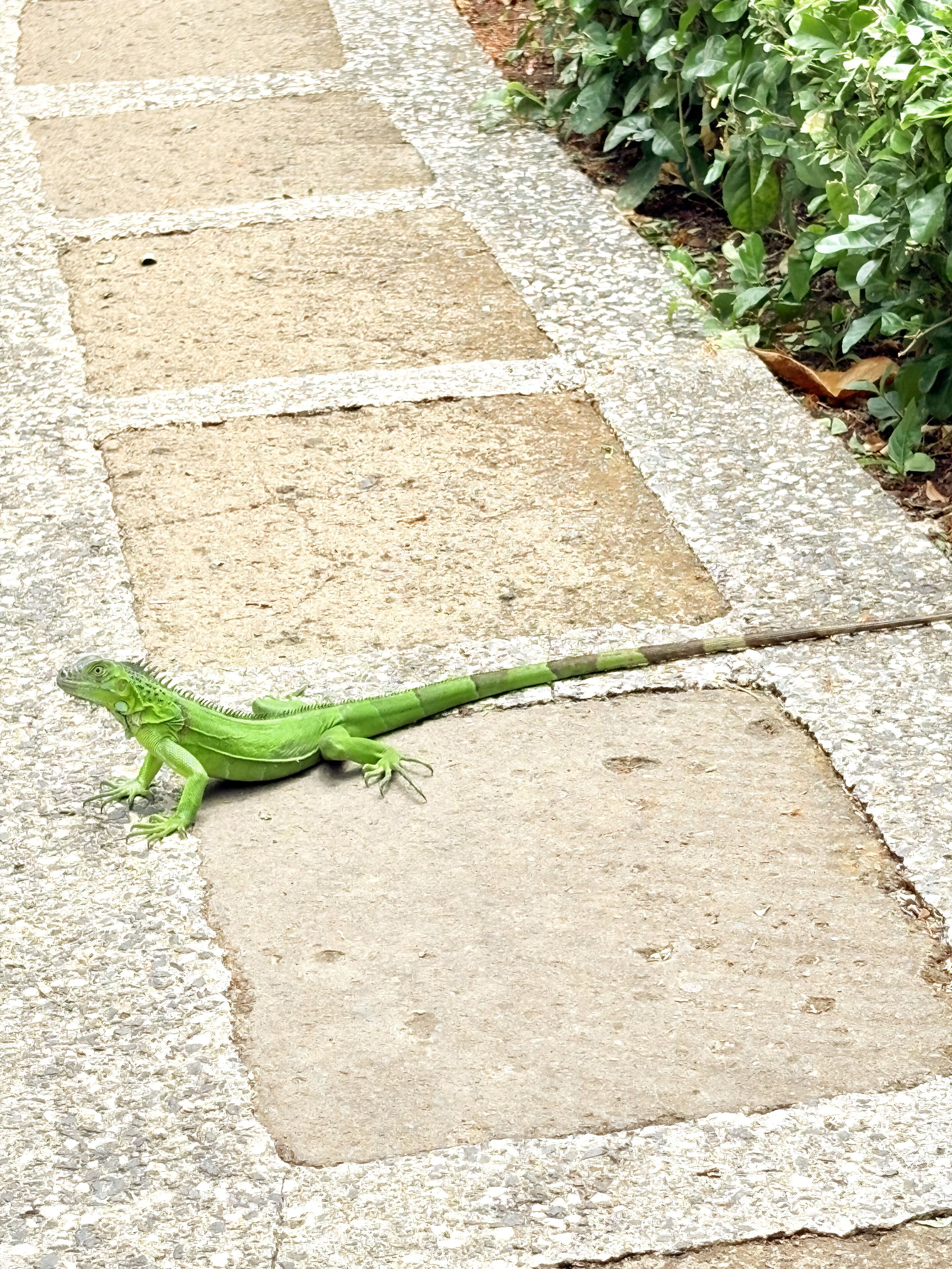 Eine grüne Leguan liegt auf einem Steinpfad.
