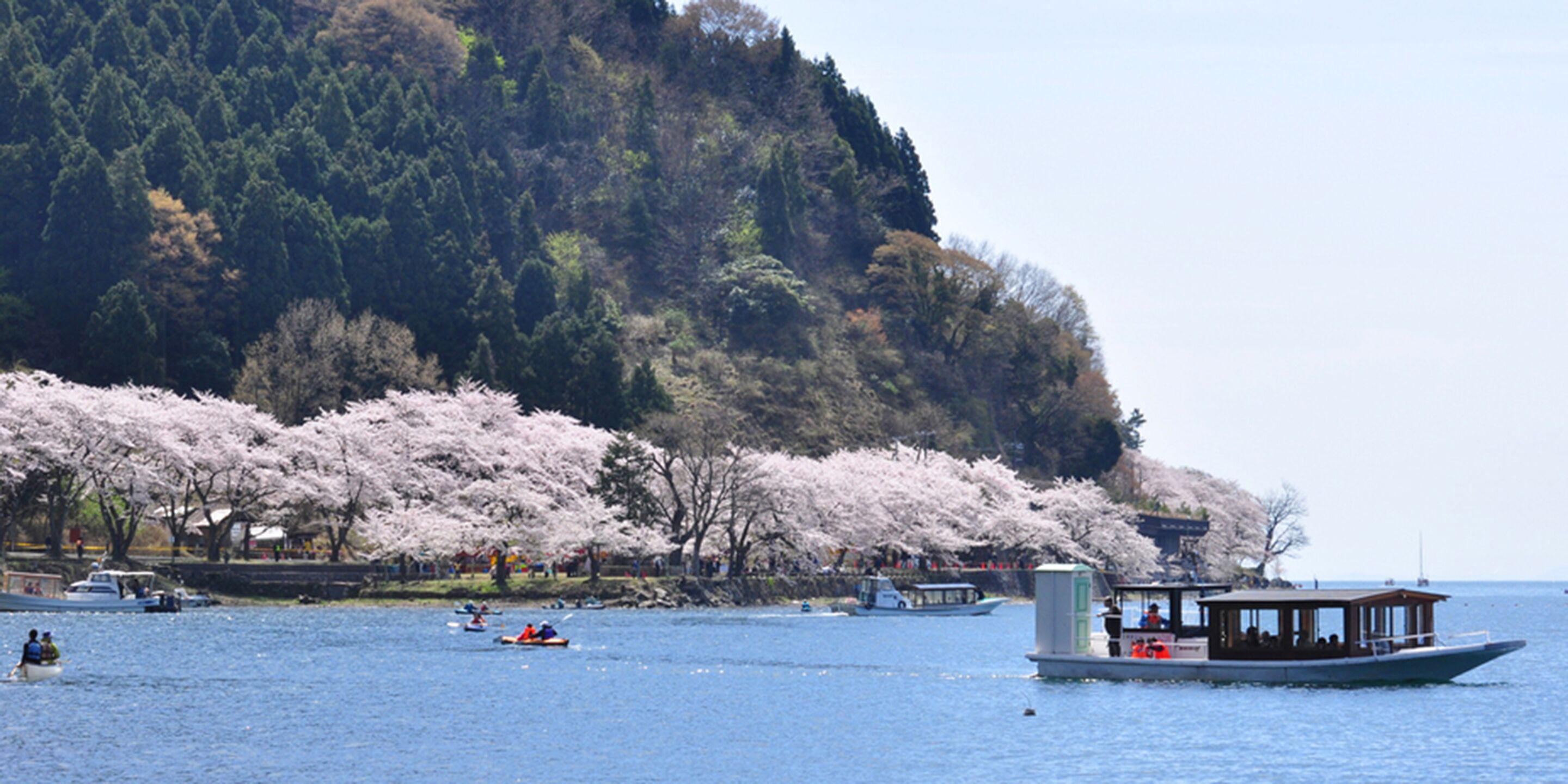 A boat on a lake with cherry blossoms in the background.