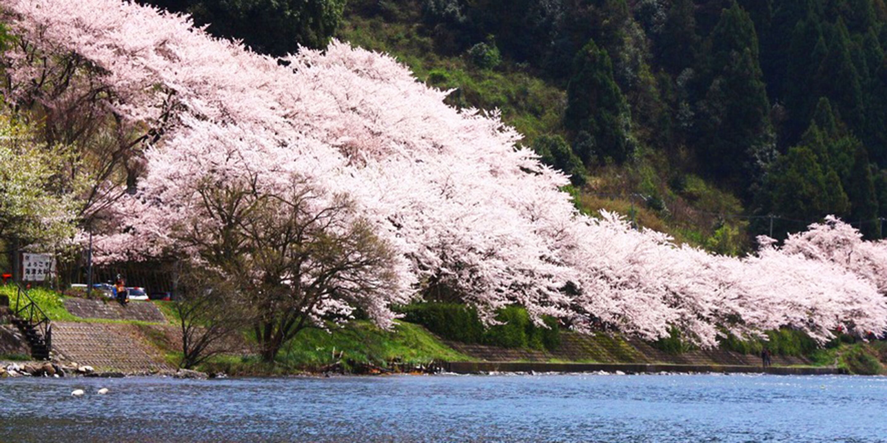 A river with cherry blossoms in full bloom along the banks.