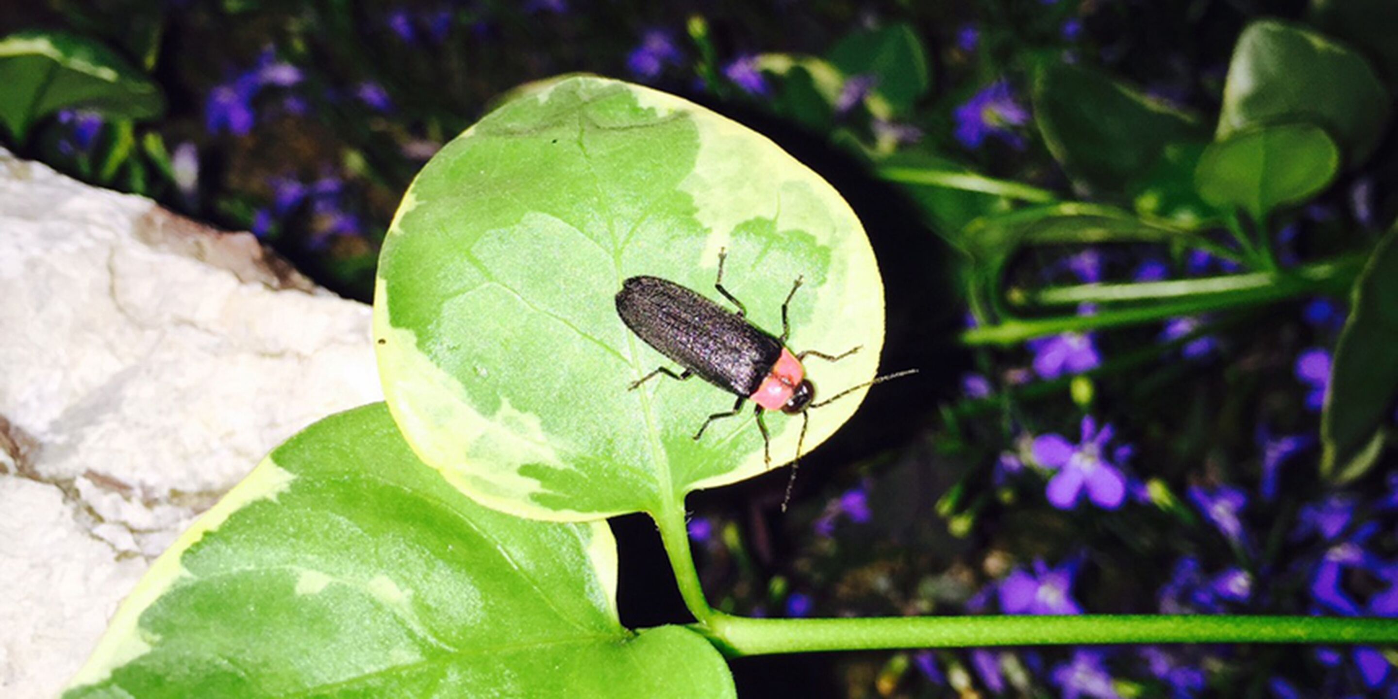 A beetle on a green leaf with purple flowers in the background.