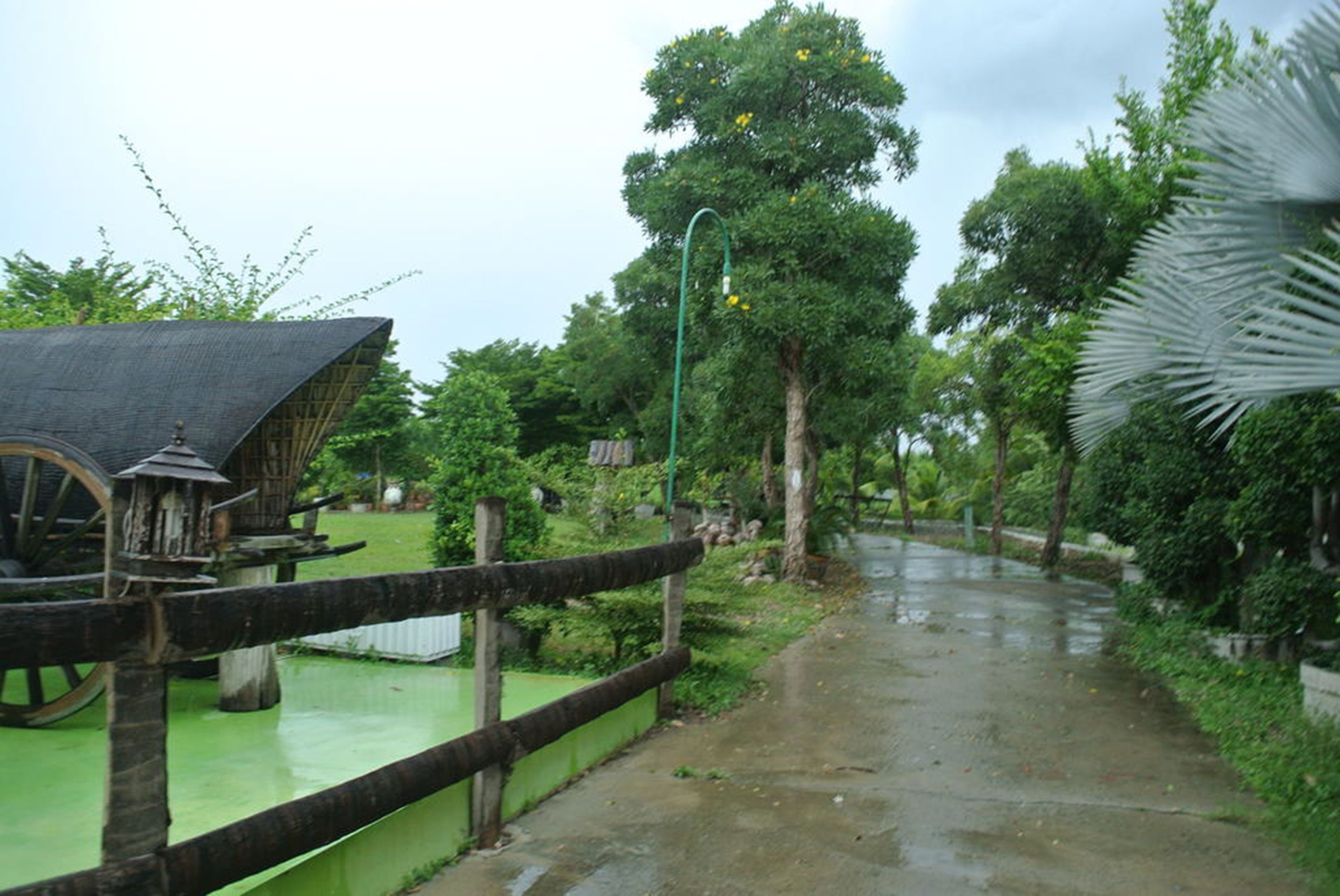 A wet pathway leading to a rustic building with a thatched roof, surrounded by lush greenery and trees.