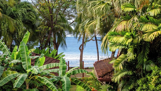 Un jardí tropical amb un camí que condueix a una platja.