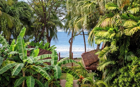 A tropical garden with a pathway leading to a beach.