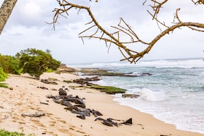 View from property - Mirissa Beach Villa (Thalaramba)