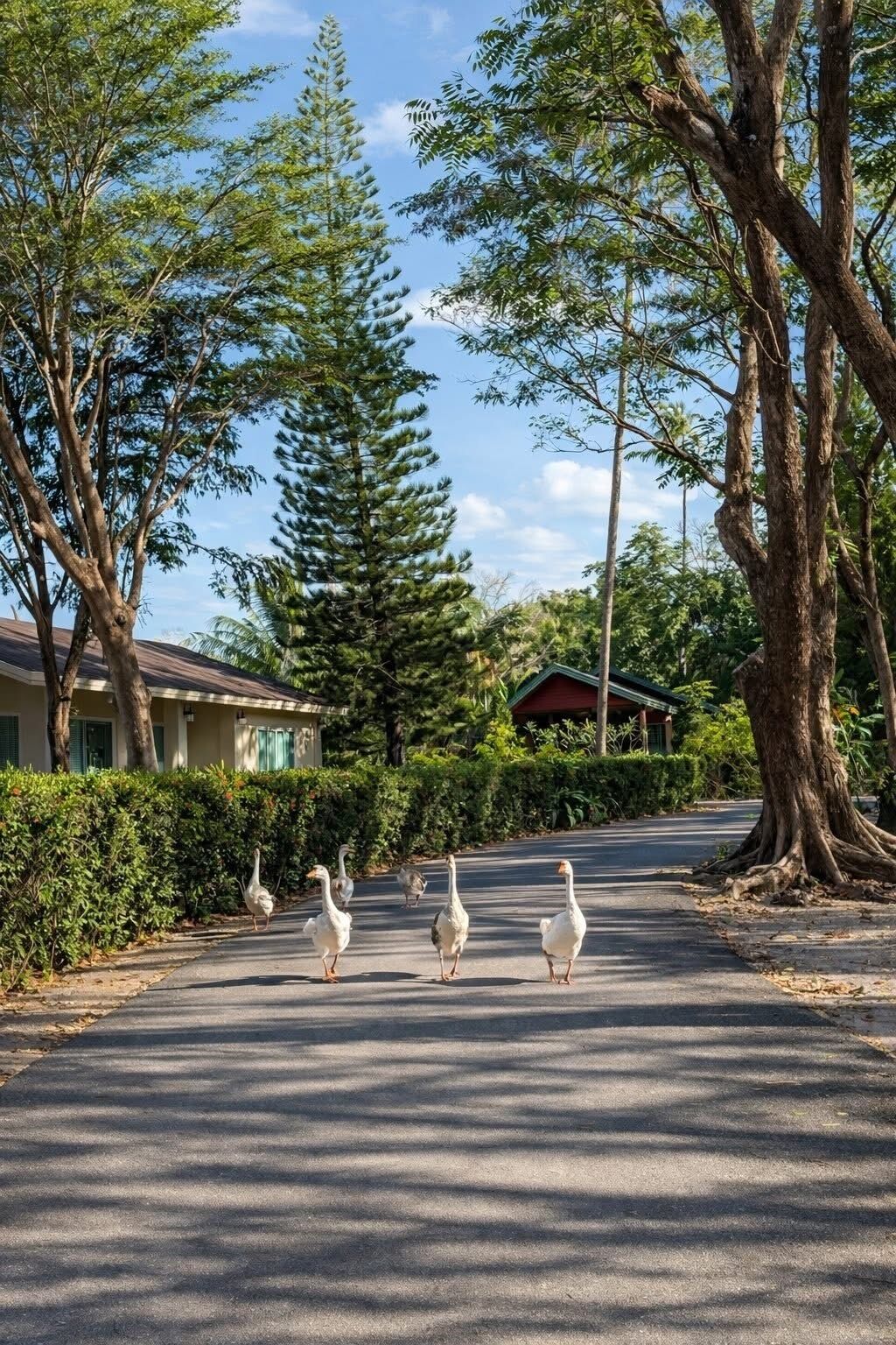 A residential street with houses, trees, and a clear sky.