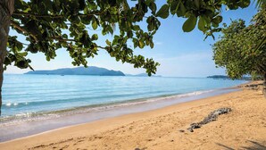 Una playa con agua azul cristalina, orilla de arena y un árbol de hojas verdes.