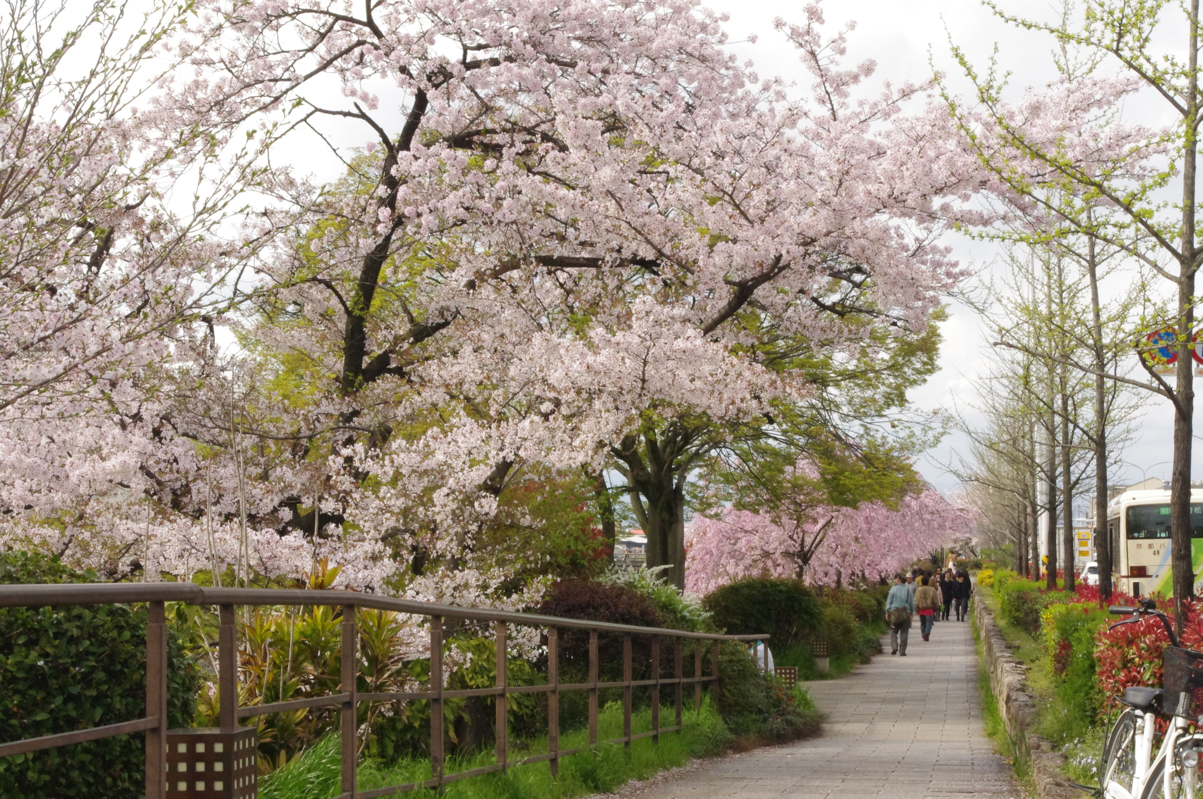 A pathway lined with cherry blossoms and a bicycle parked by the side.