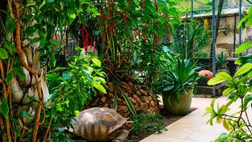 A garden with a large tortoise, various plants, and a stone wall.