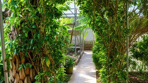 A greenhouse with a tiled pathway surrounded by lush greenery and climbing plants.