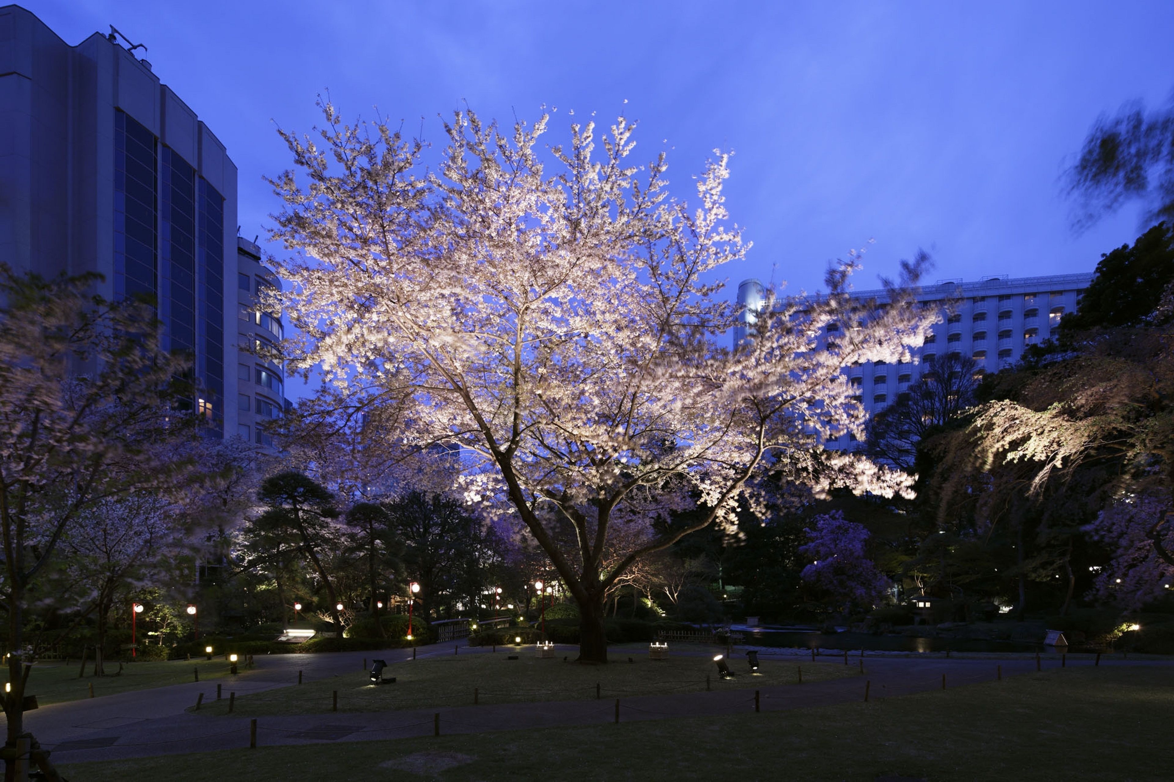 A park with cherry blossoms, a pathway, and a building in the background.