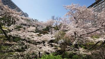 A cherry blossom tree in front of a building.