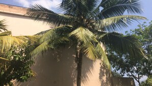 A palm tree in front of a building with a flat roof. - Norfolk Heritage Airport Villa (Seeduwa - Katunayake)