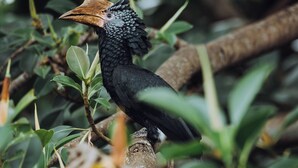 A bird perched on a branch surrounded by foliage. - Aishi Machame Hotel (Moshi)