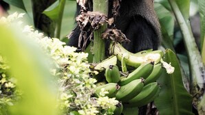 A monkey climbing a tree with green bananas. - Aishi Machame Hotel (Moshi)