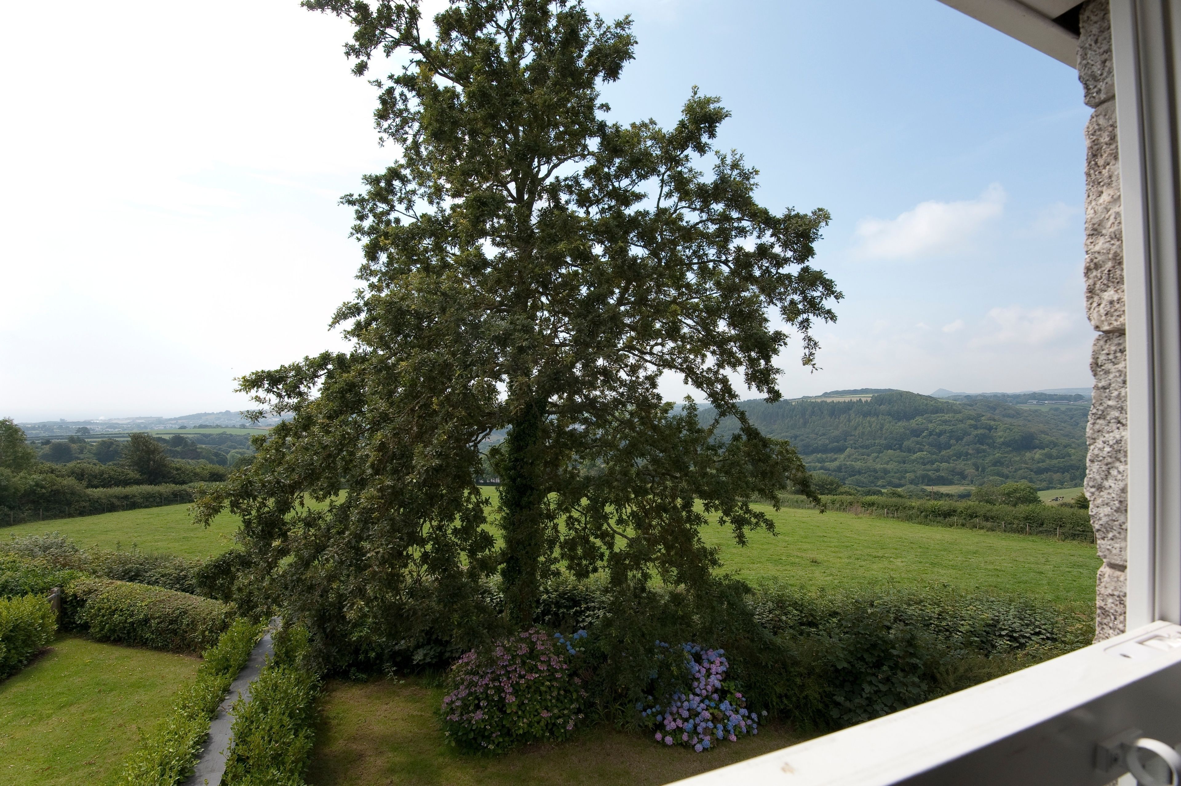 A large tree in a garden with a view of a green landscape and hills in the distance.