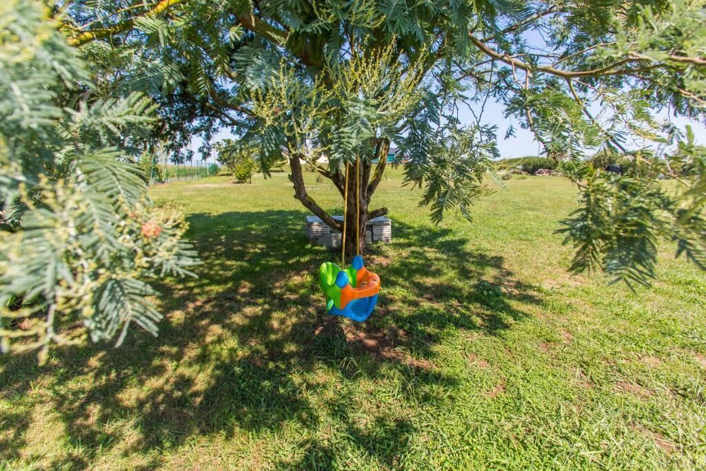 Un arbre avec une balançoire suspendue et une petite construction en arrière-plan.