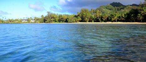 A clear view of a beach with palm trees and a mountain in the background.