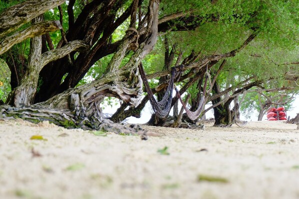 Un bosque denso de árboles grandes y retorcidos, con suelo arenoso.
