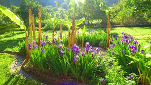 A garden with purple flowers and a small stream. - Quinta de Rio Alcaide (Porto de Mos)