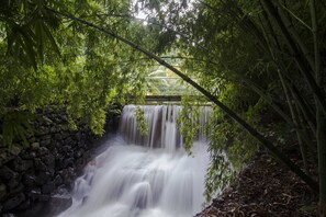 Una cascada se precipita sobre rocas, rodeada de densa vegetación de bambú.